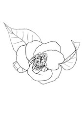 camellia
