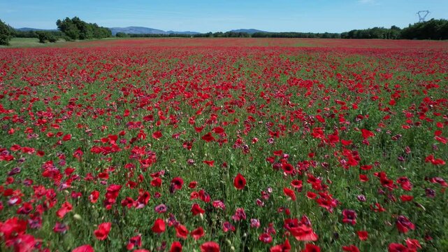 un champs pleins de coquelicots - fleurs rouges