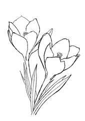 Saffron Crocus