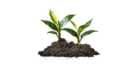 Young Green Plants In Soil. Growth And Sustainability Concept Isolated On Transparent Background