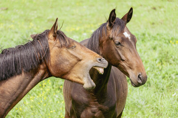 Obraz premium Funny Interaction Between Two Horses – One Horse Biting or Playing with Another in a Lush Green Pasture