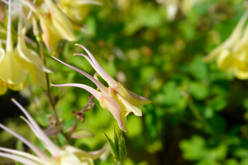 Columbine yellow flower - Latin name - Aquilegia hybrida Spring Magic Yellow