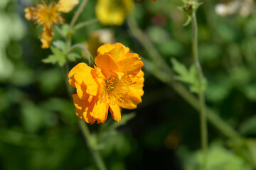 Geum double orange flower - Latin name - Geum Fire Storm