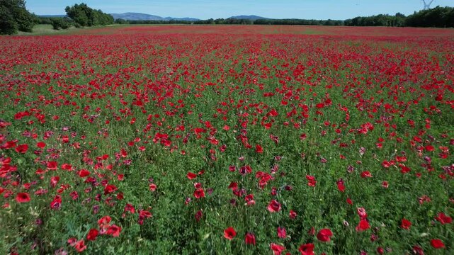 coquelicots dans un champs - drone