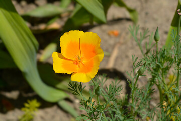 Close up of a golden poppy flower - Latin name - Eschscholzia californica