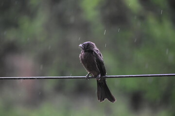 A black drongo perched on a wet wire in the rain.