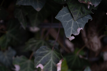 Close-Up of Ivy Leaves with Damaged Edges in Natural Light