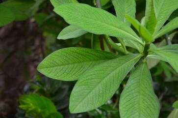 Euphorbia bicompacta (Green African Milk Bush) leaves.Closeup photo .Growing tropical plants and trees concept. Free copy space.