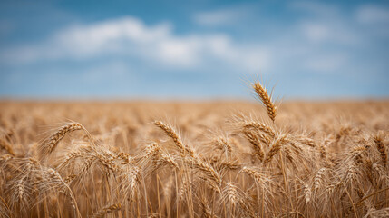 serene wheat field under soft sunlight with golden ears swaying gently in breeze