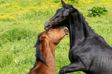 Dramatic Horse Fight or Play in Summer Meadow – Black and Brown Horses in Intense Physical...