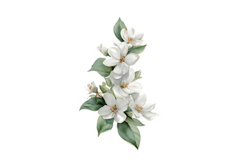 Obraz premium Delicate white blossoms on dark background elegant floral design, On Transparent Background