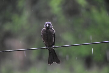 A black drongo perched on a wet wire in the rain.
