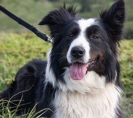 border collie dog