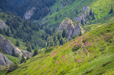 Carpathian mountain landscape with pink rhododendron bloom on the slopes
