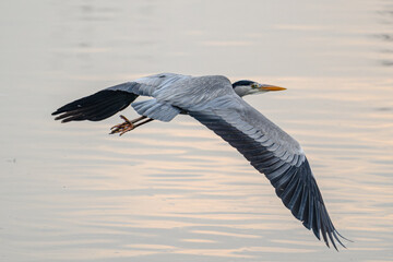 Grey heron, Danube