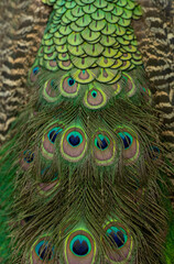 Peacock colorful feather background,close up of pretty peacock feathers