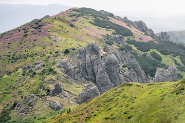 Carpathian mountain landscape with pink rhododendron bloom on the slopes