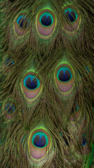 Peacock colorful feather background,close up of pretty peacock feathers