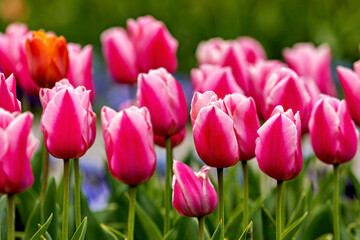 Fototapeta premium A blooming Tulip field in a park 