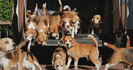 Beagle dogs excitedly exiting the trunk of a car, running and barking joyfully during a hunting day, embodying the spirit of adventure and camaraderie in the great outdoors