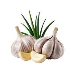 Fresh Garlic Bulbs with Green Sprouts and Cloves on Transparent Background