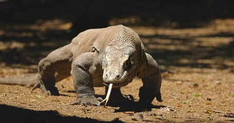Huge Komodo dragon or Varanus Komodoensis walking in the jungle, flicking its forked tongue,...