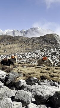 Dzo Carrying Goods in Lobuche, Nepal