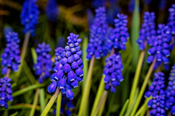 Blue Muscari Flowers in a field