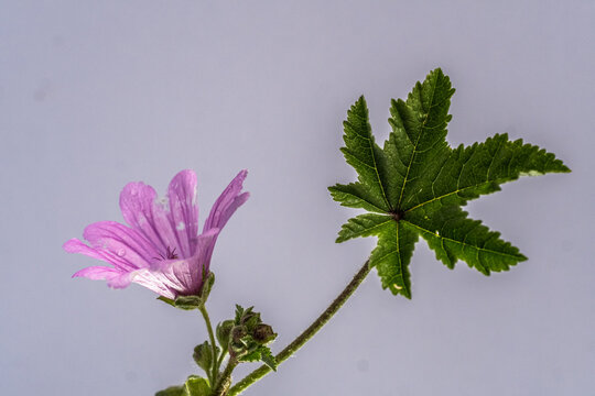 Lilac flower with its big green leaf coming out of the peduncle
