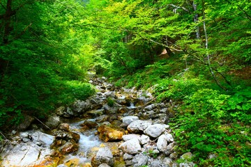 Bistrica stream of water flowing through a broadleaf, deciduous temperate forest in Gorenjska, Slovenia