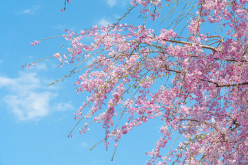青空と満開の枝垂れ桜の木の枝