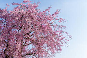 青空と満開の枝垂れ桜の木