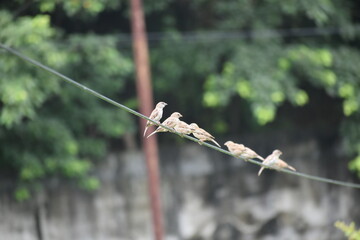 A small flock of sparrows perched on a wire against a blurred green background.