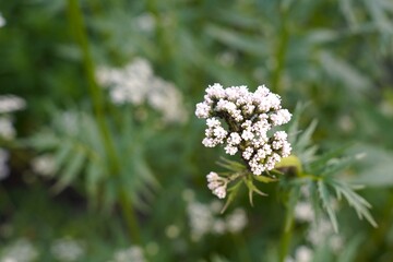  flowers of valerian officinalis on a plant among green leaves in a medicinal garden in summer as a concept of growing medicinal herbs on your own