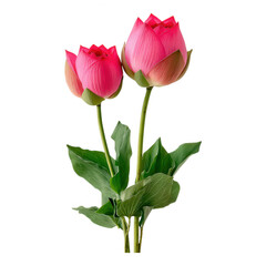 Two pink lotus flowers isolated transparent background beautiful botanical image