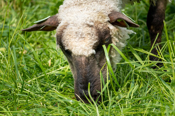 Sheep Grazing Close-Up with Head in Grass – Natural Feeding Behavior Captured in Rural Pasture