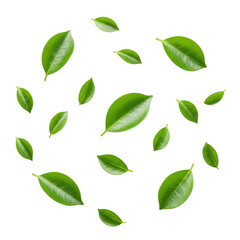 Scattered green leaves arrangement isolated on transparent background