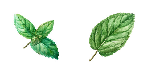 mint leaf watercolor vector illustration © Dar