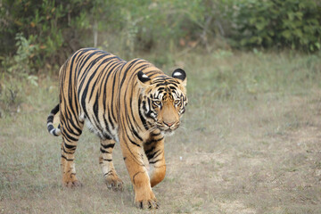 One of the most ferocious and bold sub adult Tiger at Tadoba National Park, Maharashtra, Indian Royal Bengal Tiger, panthera Tigris. He is going to rule belara zone in coming years for Sure. 