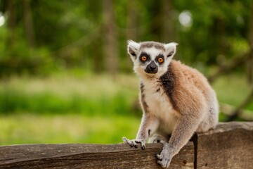 ring tailed lemur