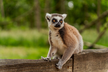 Obraz premium ring tailed lemur
