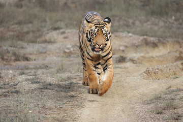 One of the most ferocious and bold sub adult Tiger at Tadoba National Park, Maharashtra, Indian Royal Bengal Tiger, panthera Tigris. He is going to rule belara zone in coming years for Sure. 