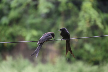 Two Black Drongos perched on a wire against a blurred green background.
