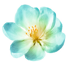 Spring   flower  on isolated background with clipping path. Closeup. For design. Nature.