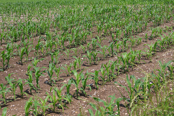 Young Green Corn Plants Growing in Neat Rows in an Agricultural cultivated Field over fertile soil. The field displays a clear layout of healthy crop rows under sunny daylight, signifying agricultur. 