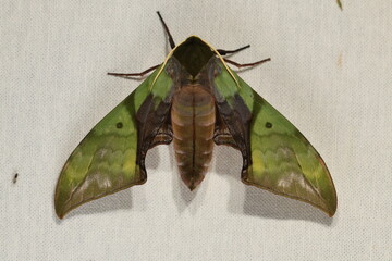 Callambulyx rubricosa (Pink & Green Hawk-Moth)
The topside (recto) forewings are green with darker lines and patterns while the hind-wings are pink with a deep crimson patch. 