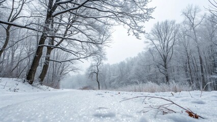 snow covered trees