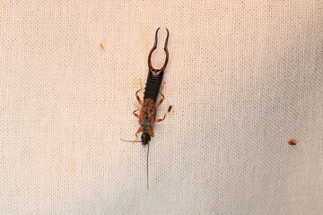 Proreus Simulans (Brown Earwig) ,Male 