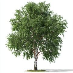 Obraz premium Isolated young birch tree with lush green foliage