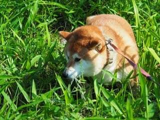 草むらを散歩する犬
Dog walking through the grass